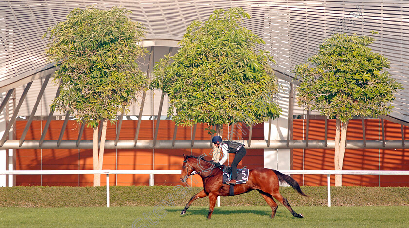 Faatinah-0001 
 FAATINAH exercising in preparation for The Al Quoz Sprint Meydan 28 Mar 2018 - Pic Steven Cargill / Racingfotos.com