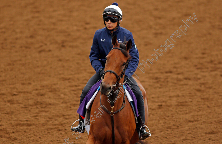 Lady-Eli-0002 
 LADY ELI exercising at Del Mar USA in preparation for The Breeders' Cup Filly & Mare Turf 30 Oct 2017 - Pic Steven Cargill / Racingfotos.com