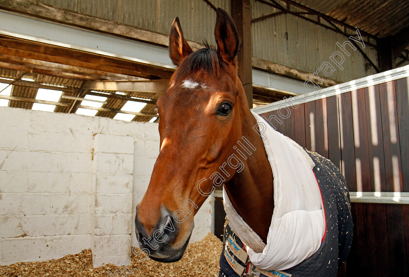 Cue-Card-0011 
 CUE CARD at Colin Tizzard's stables near Sherborne 21 Feb 2018 - Pic Steven Cargill / Racingfotos.com