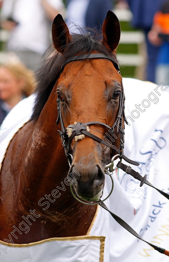 Lusail-0010 
 LUSAIL after The Al Basti Equiworld Gimcrack Stakes
York 20 Aug 2021 - Pic Steven Cargill / Racingfotos.com