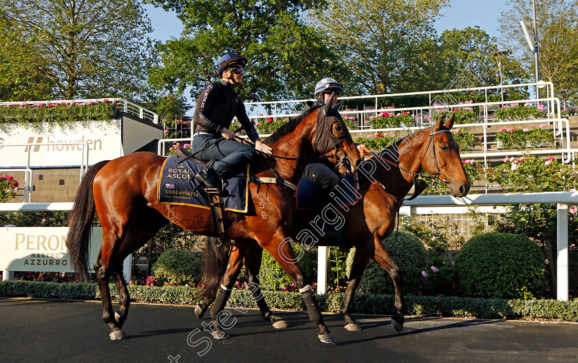 Coolangatta-0002 
 COOLANGATTA (James McDonald) preparing for Royal Ascot
Ascot 14 Jun 2023 - Pic Steven Cargill / Racingfotos.com