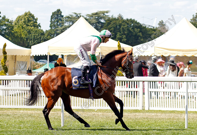 Mitbaahy-0001 
 MITBAAHY (Jamie Spencer)
Royal Ascot 22 Jun 2024 - Pic Steven Cargill / Racingfotos.com