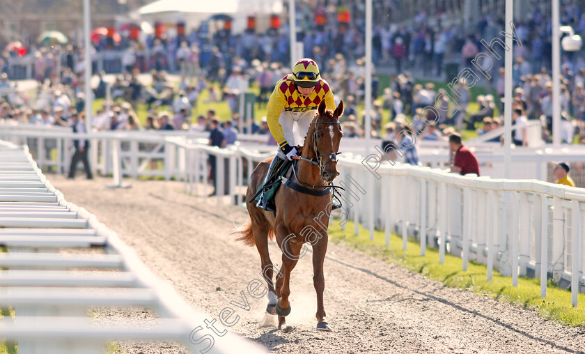 The-Lady-Rules-0001 
 THE LADY RULES (Patrick Cowley) Cheltenham 19 Apr 2018 - Pic Steven Cargill / Racingfotos.com