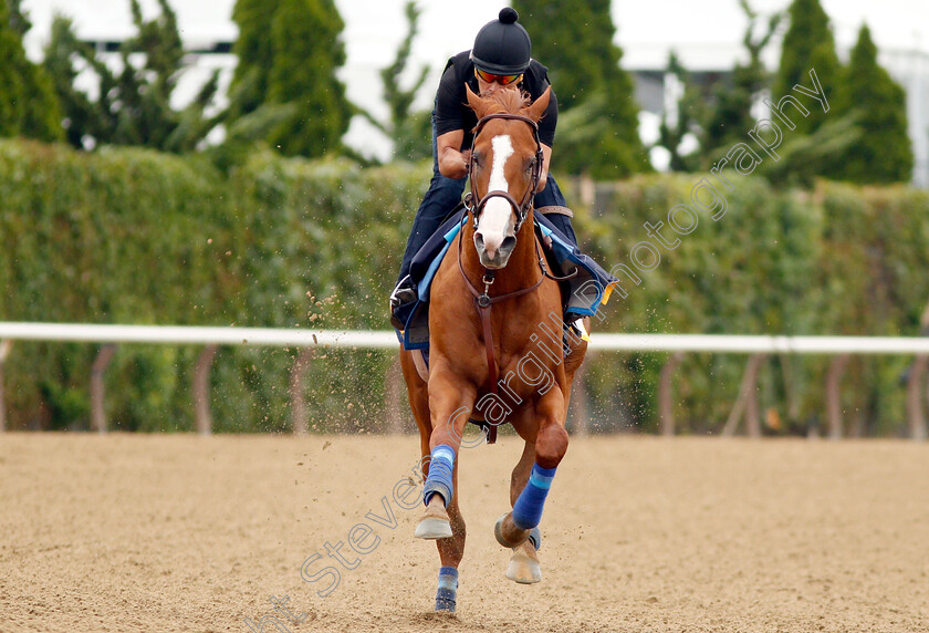 Justify-0008 
 JUSTIFY (Martine Garcia) exercising in preparation for The Belmont Stakes
Belmont Park USA 7 Jun 2018 - Pic Steven Cargill / Racingfotos.com