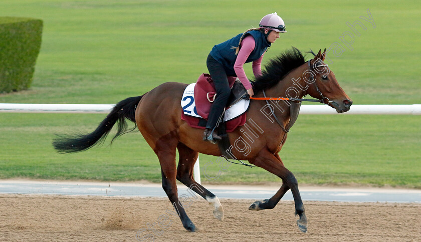 Thundering-0002 
 THUNDERING training at the Dubai Racing Carnival 
Meydan 2 Jan 2025 - Pic Steven Cargill / Racingfotos.com