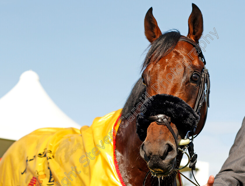 James-Garfield-0013 
 JAMES GARFIELD after The Dubai Duty Free Mill Reef Stakes Newbury 23 Sep 2017 - Pic Steven Cargill / Racingfotos.com