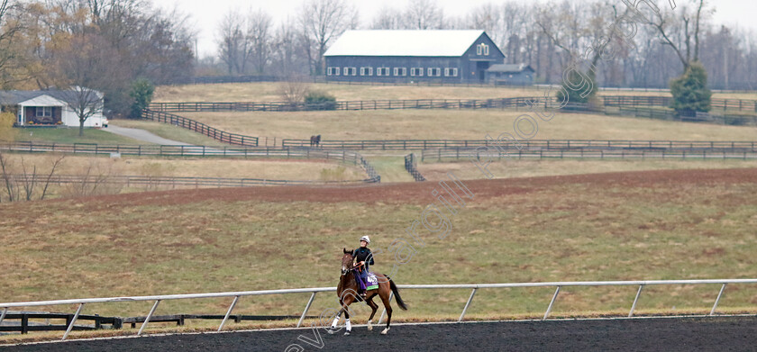 Kinross-0002 
 KINROSS training for the Breeders' Cup Mile
Keeneland USA 1 Nov 2022 - Pic Steven Cargill / Racingfotos.com