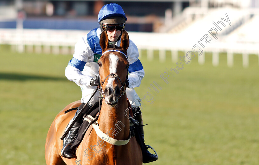 Bright-Forecast-0001 
 BRIGHT FORECAST (Nico De Boinville) winner of The Ladbrokes National Hunt Maiden Hurdle
Newbury 30 Nov 2018 - Pic Steven Cargill / Racingfotos.com