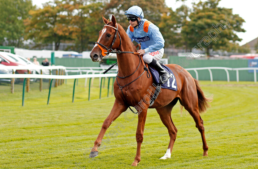 Timoshenko-0001 
 TIMOSHENKO (Luke Morris) Yarmouth 20 Sep 2017 - Pic Steven Cargill / Racingfotos.com