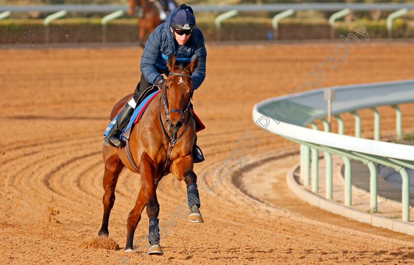 Sir-Dancealot-0002 
 SIR DANCEALOT preparing for the 1351 Cup
Riyadh Racecourse, Kingdom of Saudi Arabia 26 Feb 2020 - Pic Steven Cargill / Racingfotos.com