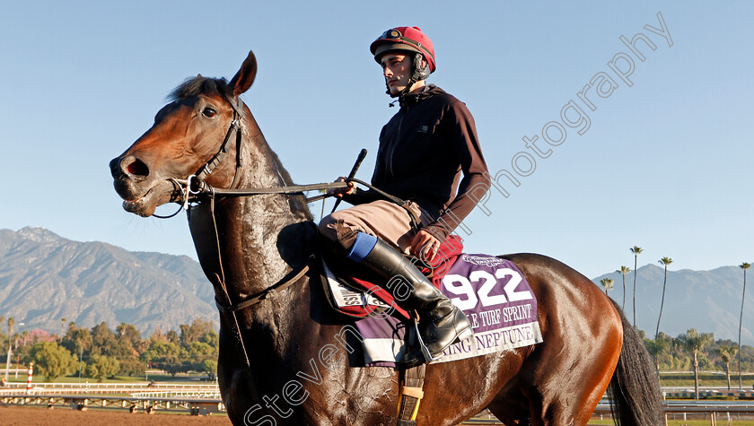 King-Neptune-0001 
 KING NEPTUNE training for The Breeders' Cup Juvenile Turf Sprint
Santa Anita USA 31 Oct 2019 - Pic Steven Cargill / Racingfotos.com