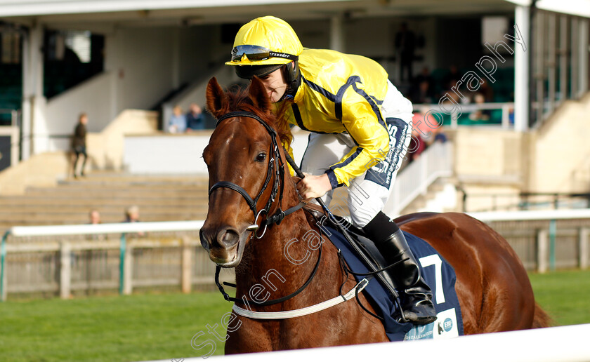 Marine-Wave-0001 
 MARINE WAVE (Billy Garritty)
Newmarket 28 Oct 2022 - Pic Steven Cargill / Racingfotos.com