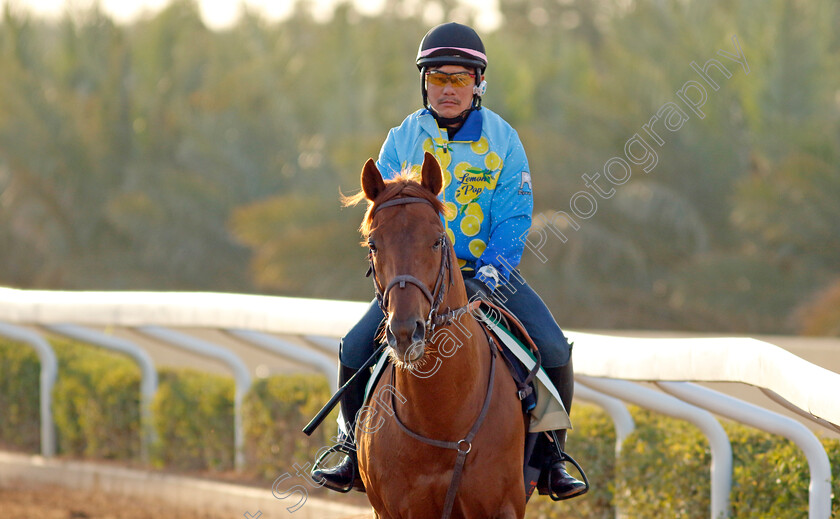 Lemon-Pop-0002 
 LEMON POP training for The Saudi Cup
King Abdulaziz Racecourse, Saudi Arabia 21 Feb 2024 - Pic Steven Cargill / Racingfotos.com