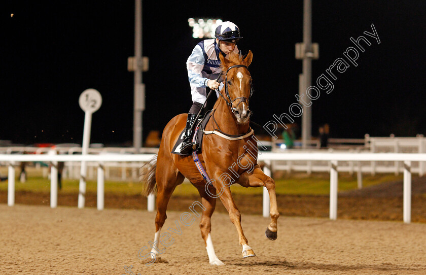 Choice-Encounter-0001 
 CHOICE ENCOUNTER (Callum Shepherd) Chelmsford 7 Dec 2017 - Pic Steven Cargill / Racingfotos.com