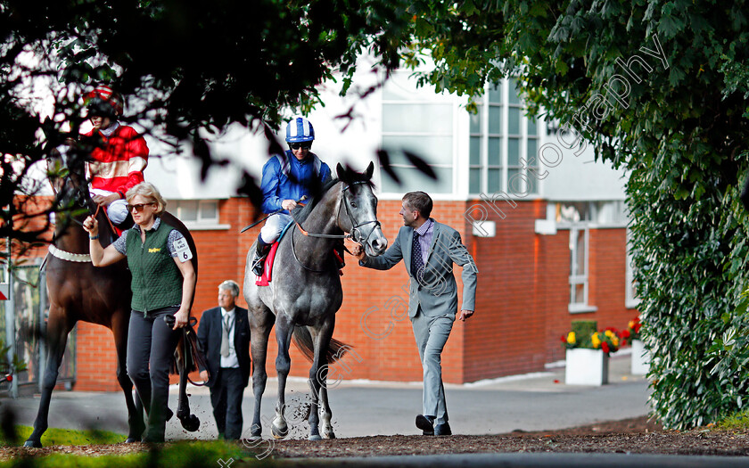 Najashee-0001 
 NAJASHEE (Jim Crowley) on his way to the track at Sandown 2 Sep 2017 - Pic Steven Cargill / Racingfotos.com