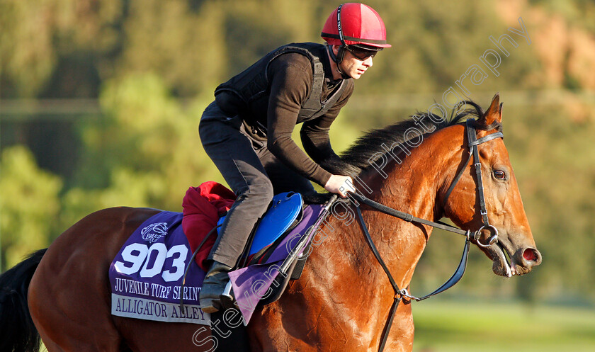 Alligator-Alley-0002 
 ALLIGATOR ALLEY training for the Breeders' Cup Juvenile Turf Sprint
Santa Anita USA 30 Oct 2019 - Pic Steven Cargill / Racingfotos.com