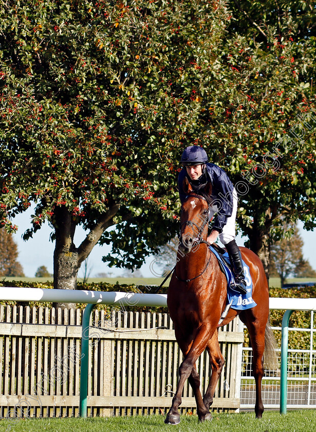 City-Of-Troy-0011 
 CITY OF TROY (Ryan Moore) winner of The Dewhurst Stakes
Newmarket 14 Oct 2023 - Pic Steven Cargill / Racingfotos.com