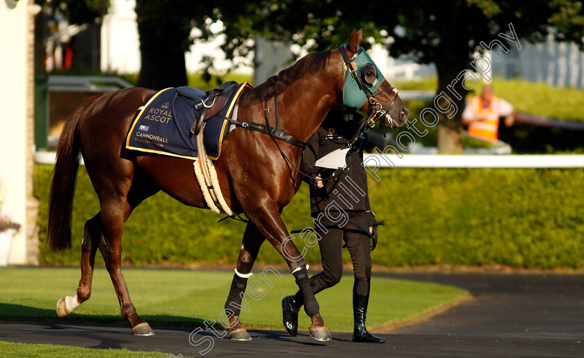 Cannonball-0003 
 CANNONBALL preparing for Royal Ascot
Ascot 14 Jun 2023 - Pic Steven Cargill / Racingfotos.com