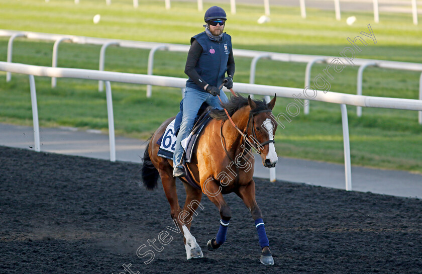 Facteur-Cheval-0002 
 FACTEUR CHEVAL training at the Dubai Racing Carnival
Meydan 22 Jan 2025 - Pic Steven Cargill / Racingfotos.com