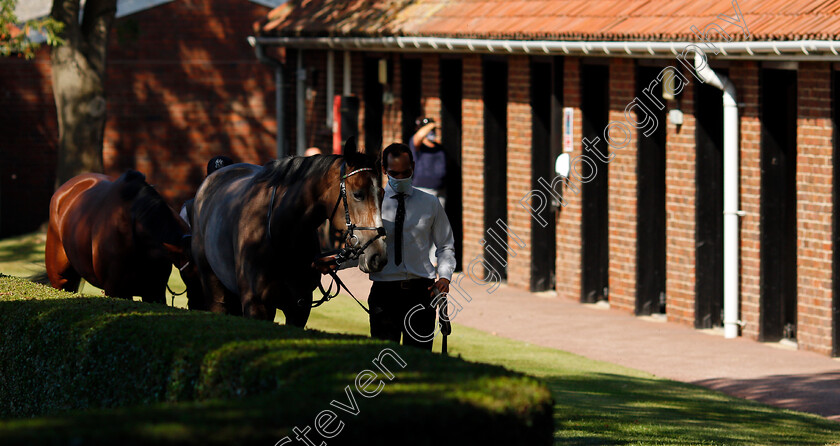 Monsoon-Moon-0003 
 MONSOON MOON before winning The Close Brothers Motor Finance EBF Stallions Fillies Novice Stakes
Newmarket 19 Sep 2020 - Pic Steven Cargill / Racingfotos.com