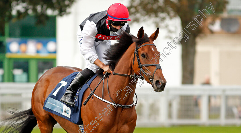 Domino-Darling-0001 
 DOMINO DARLING (Tom Marquand)
Yarmouth 16 Sep 2020 - Pic Steven Cargill / Racingfotos.com