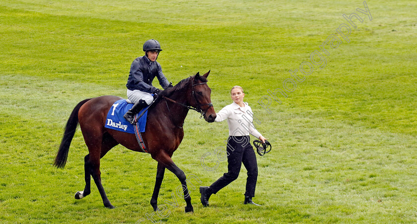 County-Mayo-0002 
 COUNTY MAYO (Wayne Lordan)
Newmarket 12 Oct 2024 - Pic Steven Cargill / Racingfotos.com