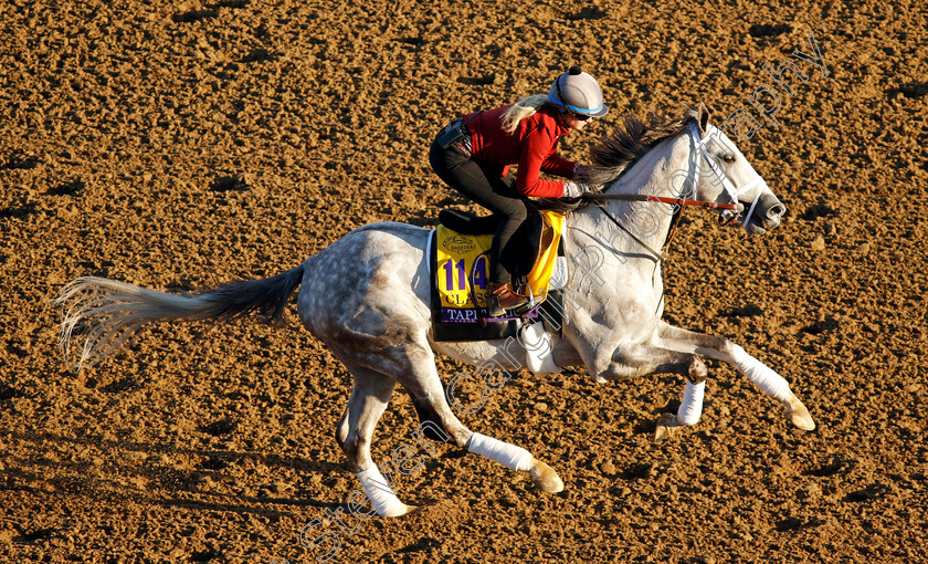 Tapit-Trice-0002 
 TAPIT TRICE training for the Breeders' Cup Classic
Del Mar USA 30 Oct 2024 - Pic Steven Cargill / Racingfotos.com