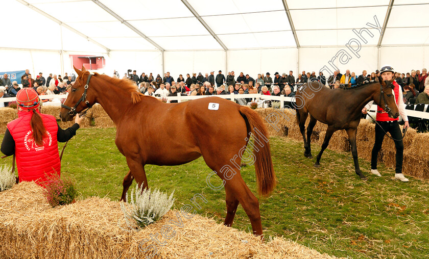 Stockholm-Yearling-Sale-0015 
 Scene during the Stockholm Yearling Sale
Bro, Sweden 22 Sep 2018 - Pic Steven Cargill / Racingfotos.com