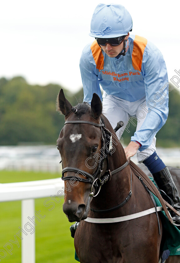 Ziggy s-Condor-0001 
 ZIGGY'S CONDOR (Oisin Orr)
York 24 Aug 2023 - Pic Steven Cargill / Racingfotos.com