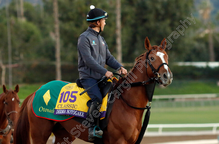 Derma-Sotogake-0001 
 DERMA SOTOGAKE training for The Breeders' Cup Classic
Santa Anita USA, 30 Oct 2023 - Pic Steven Cargill / Racingfotos.com