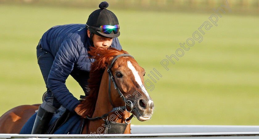 Stradivarius-0002 
 STRADIVARIUS cantering on Warren Hill in preparation for The Goodwood Cup
Newmarket 1 Jul 2021 - Pic Steven Cargill / Racingfotos.com