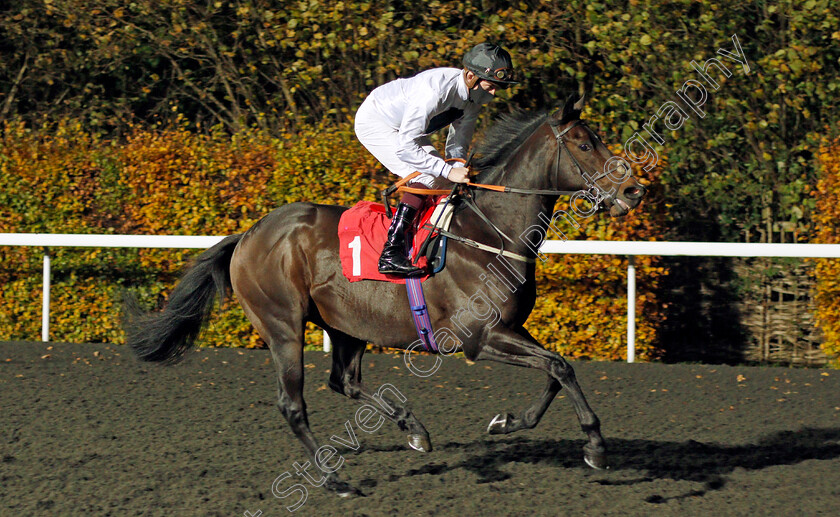 Crackling-0001 
 CRACKLING (Rob Hornby)
Kempton 11 Nov 2020 - Pic Steven Cargill / Racingfotos.com