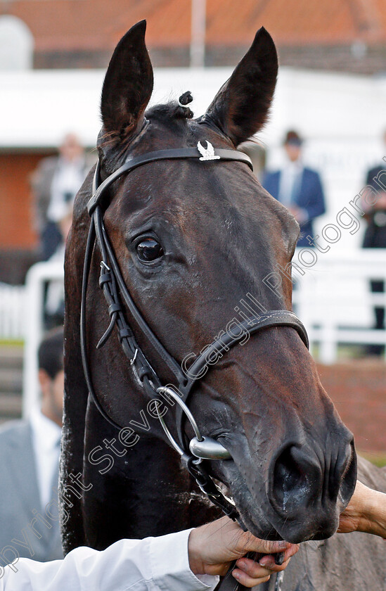 Elarqam-0008 
 ELARQAM after The Tattersalls Stakes Newmarket 28 Sep 2017 - Pic Steven Cargill / Racingfotos.com