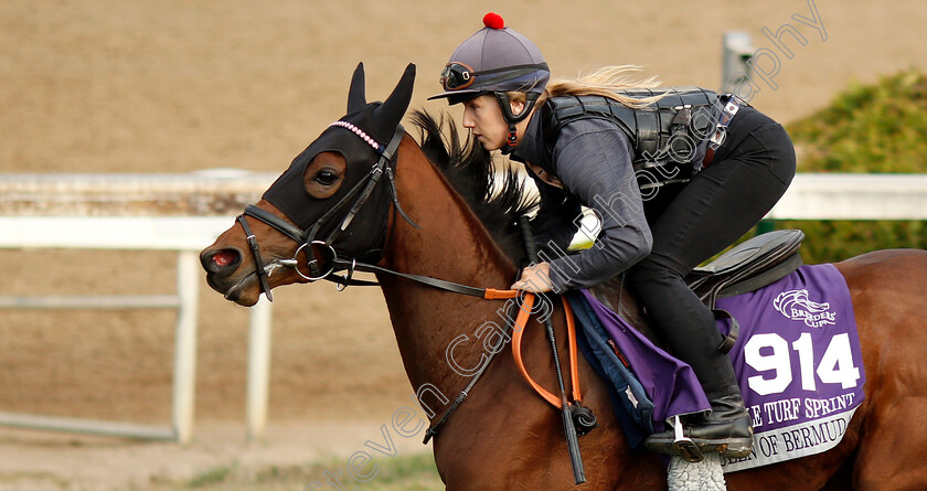 Queen-Of-Bermuda-0002 
 QUEEN OF BERMUDA (Georgia Cox) exercising ahead of The Breeders' Cup Juvenile Turf Sprint
Churchill Downs 31 Oct 2018 - Pic Steven Cargill / Racingfotos.com