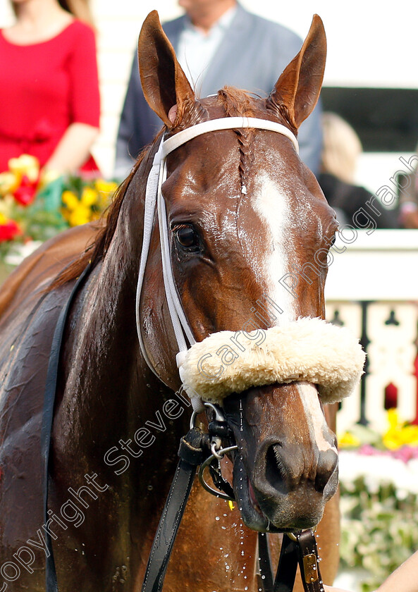 Point-Of-Honor-0011 
 POINT OF HONOR after The Black-Eyed Susan Stakes
Pimlico, Baltimore USA, 17 May 2019 - Pic Steven Cargill / Racingfotos.com