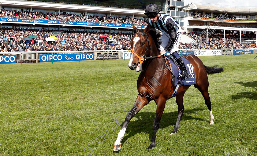 Urban-Icon-0001 
 URBAN ICON (Tom Marquand)
Newmarket 4 May 2019 - Pic Steven Cargill / Racingfotos.com