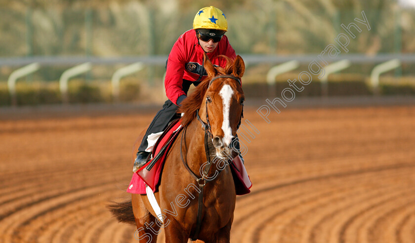 Call-The-Wind-0001 
 CALL THE WIND preparing for the Turf Handicap
Riyadh Racecourse, Kingdom of Saudi Arabia 26 Feb 2020 - Pic Steven Cargill / Racingfotos.com