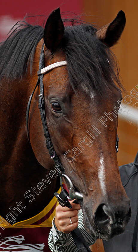 Palace-Pier-0014 
 PALACE PIER after The Al Shaqab Lockinge Stakes
Newbury 15 May 2021 - Pic Steven Cargill / Racingfotos.com