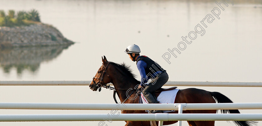 Penja-0002 
 PENJA exercising in preparation for Friday's Bahrain International Trophy
Sakhir Racecourse, Bahrain 16 Nov 2021 - Pic Steven Cargill / Racingfotos.com