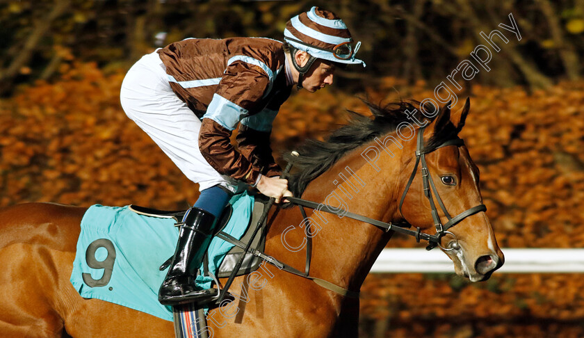 Rey-De-La-Batalla-0001 
 REY DE LA BATALLA (Callum Shepherd)
Kempton 13 Dec 2023 - Pic Steven Cargill / Racingfotos.com