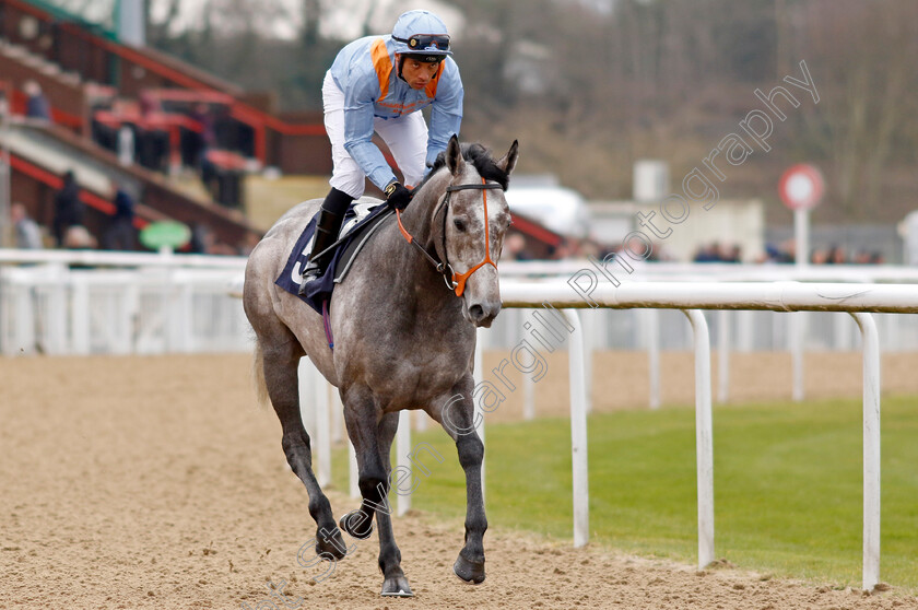 Shouldvebeenaring-0001 
 SHOULDVEBEENARING (Sean Levey)
Wolverhampton 9 Mar 2024 - Pic Steven Cargill / Racingfotos.com