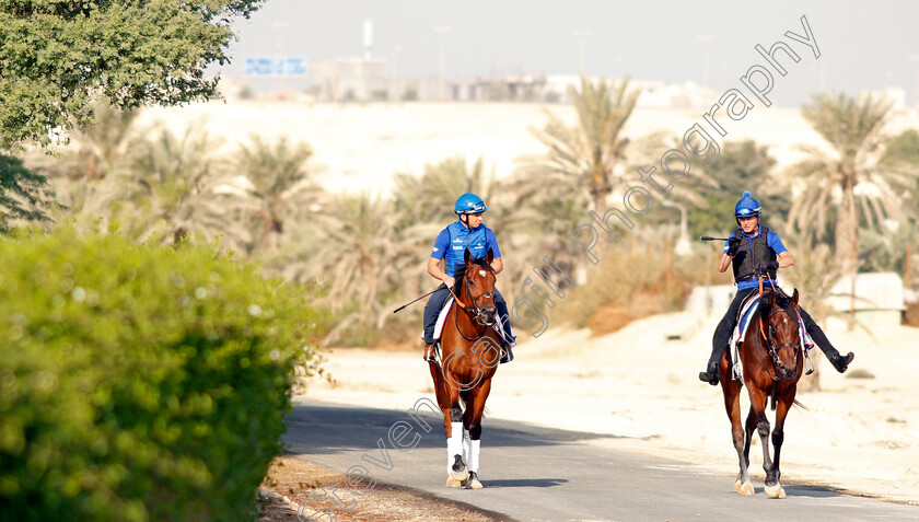 Dubai-Future-and-Zakouski-0003 
 DUBAI FUTURE and ZAKOUSKI exercising in preparation for Friday's Bahrain International Trophy
Sakhir Racecourse, Bahrain 17 Nov 2021 - Pic Steven Cargill / Racingfotos.com