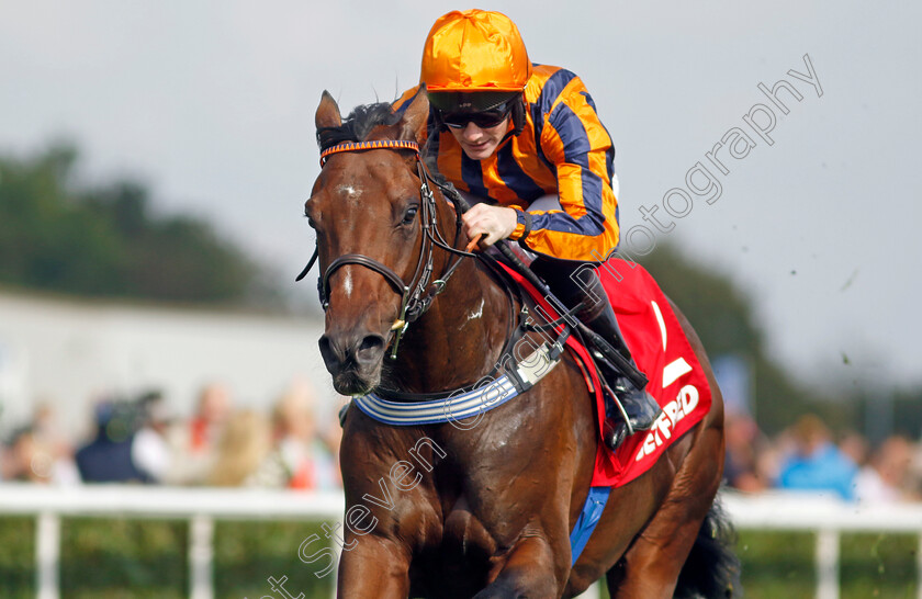 Dancing-Gemini-0002 
 DANCING GEMINI (Lewis Edmunds) wins The Betfred Flying Scotsman Stakes
Doncaster 15 Sep 2023 - Pic Steven Cargill / Racingfotos.com