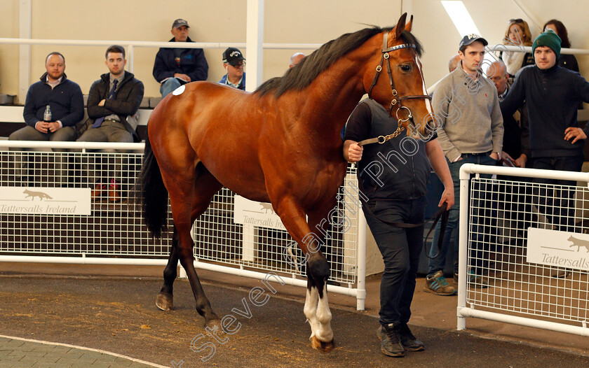 Lot-0049-colt-by-Excelebration-ex-Wooded-Glade-0003 
 TOP LOT; Lot 049 colt by Excelebration ex Wooded Glade sells for £120,000 at the Tattersalls Ireland Ascot Breeze Up Sale 5 Apr 2018 - Pic Steven Cargill / Racingfotos.com