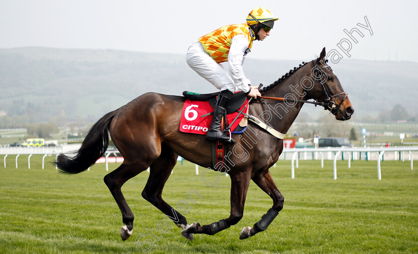 Thistle-Do-Nicely-0001 
 THISTLE DO NICELY (Gavin Sheehan)
Cheltenham 17 Apr 2019 - Pic Steven Cargill / Racingfotos.com