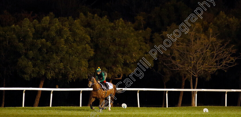 Duke-Wai-0002 
 DUKE WAI training for The Al Quoz Sprint
Meydan, Dubai, 22 Mar 2023 - Pic Steven Cargill / Racingfotos.com