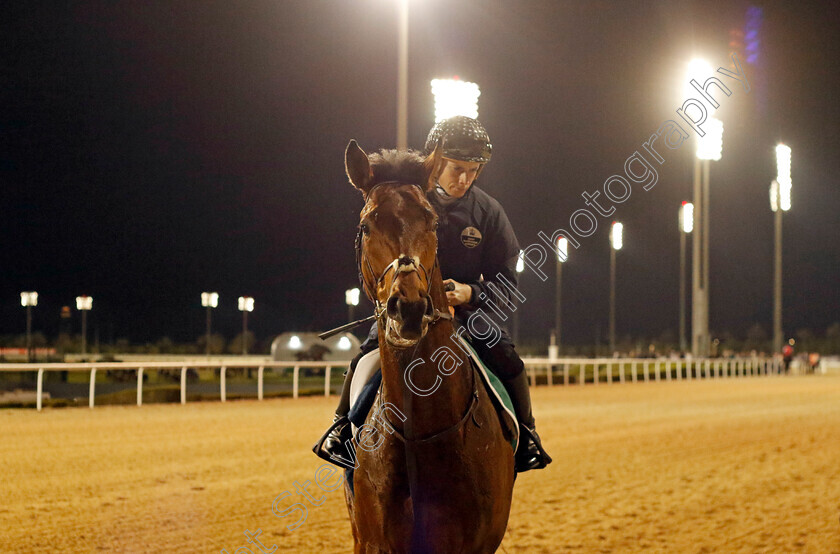 Westover-0007 
 WESTOVER (Ryan Moore) training for the Sheema Classic
Meydan, Dubai, 23 Mar 2023 - Pic Steven Cargill / Racingfotos.com