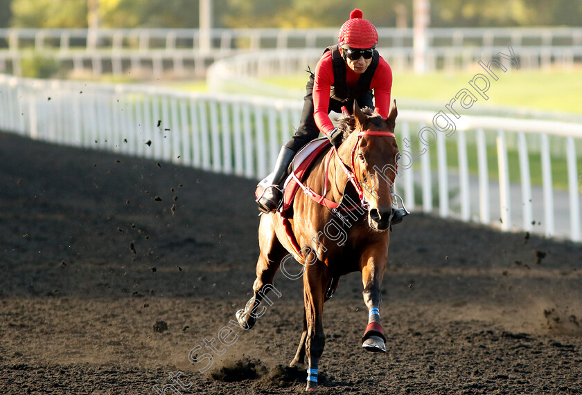 Romantic-Warrior-0007 
 ROMANTIC WARRIOR training at the Dubai Racing Carnival
Meydan 2 Jan 2025 - Pic Steven Cargill / Racingfotos.com