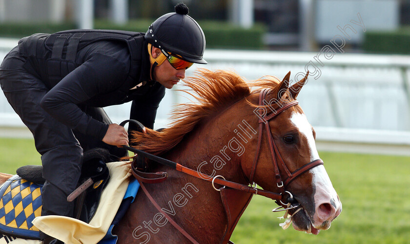 Improbable-0014 
 IMPROBABLE exercising in preparation for the Preakness Stakes
Pimlico, Baltimore USA, 16 May 2019 - Pic Steven Cargill / Racingfotos.com