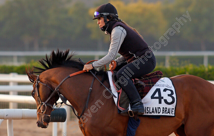 Island-Brave-0001 
 ISLAND BRAVE exercising for trainer Heather Main 
Meydan, Dubai, 3 Feb 2022 - Pic Steven Cargill / Racingfotos.com